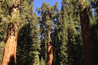 California. Le fiamme si avvicinano al Generale Sherman, l’albero più grande del mondo