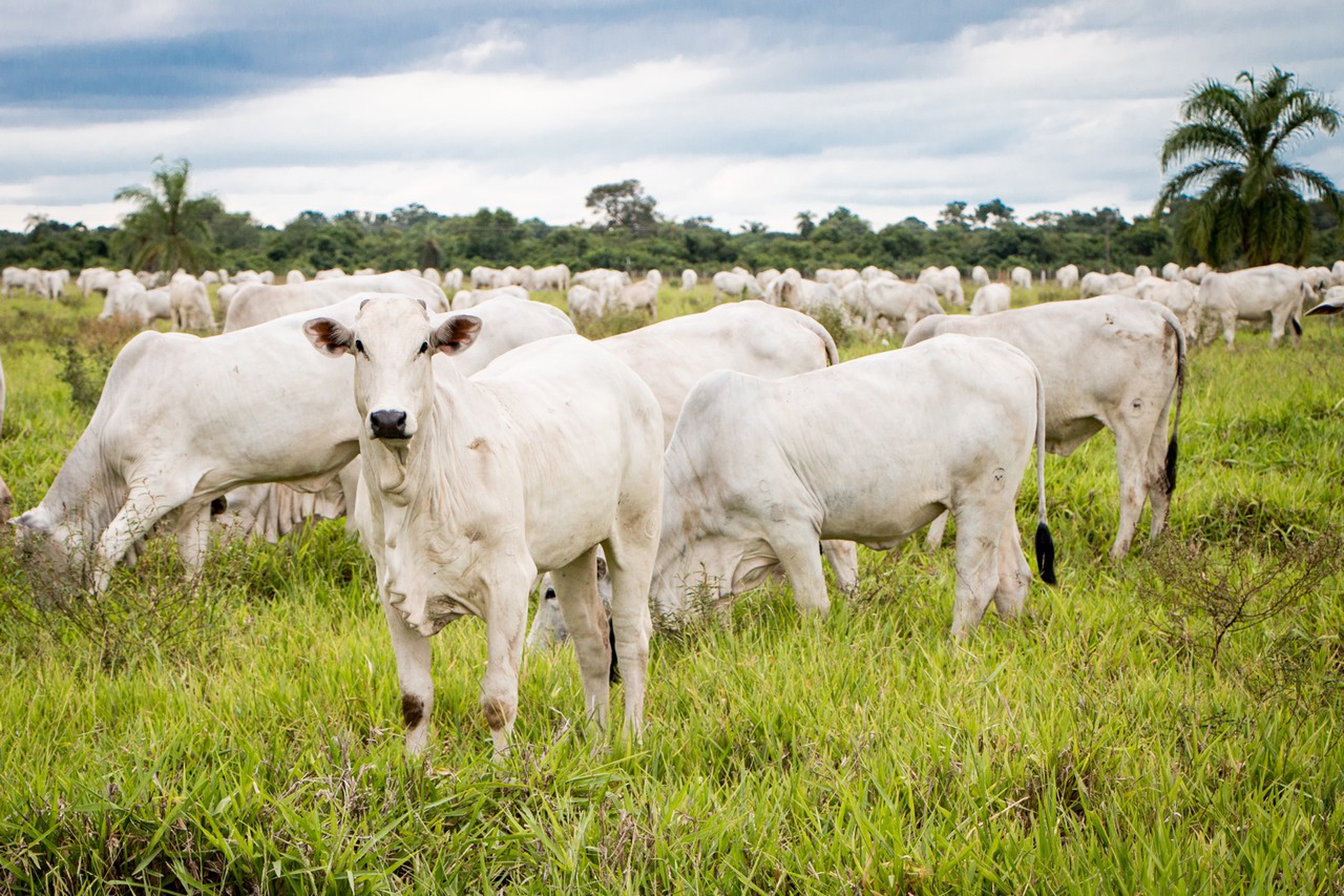 Cambiamenti climatici in Perù, domenica a Presadiretta su Raitre