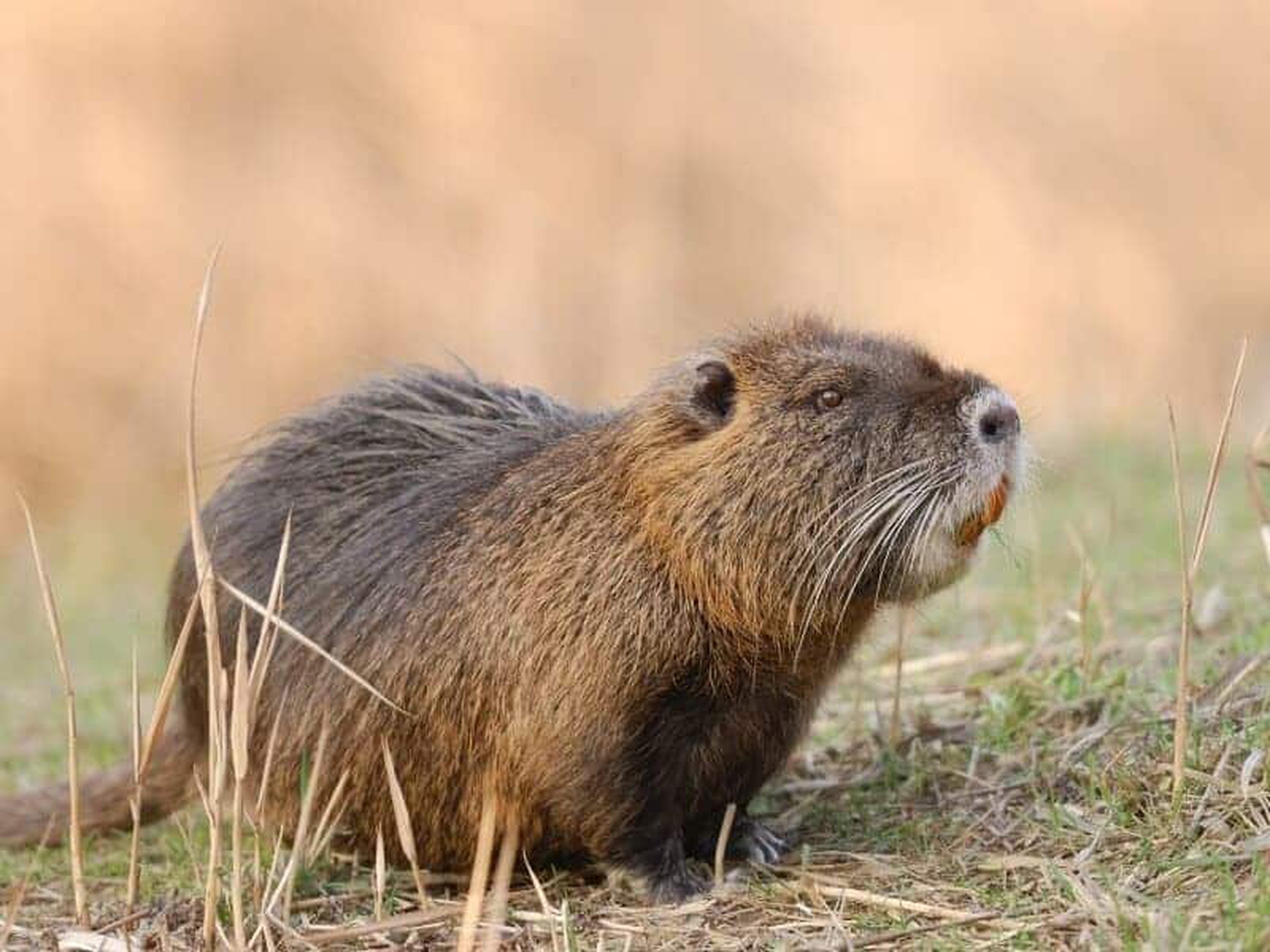 Nutria