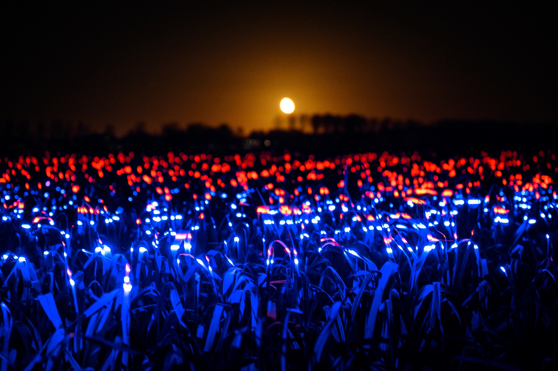 Grow di Daan Roosegaarde
