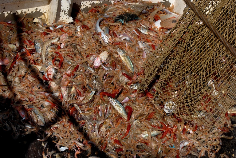 Migliaia di pesci ammassati sul ponte di una barca