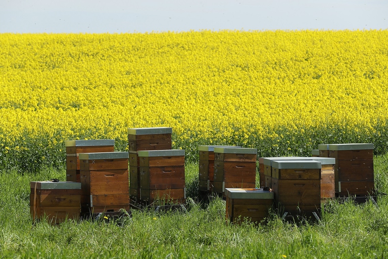 Arnie nella campagna vicino a Muncheberg, Germania