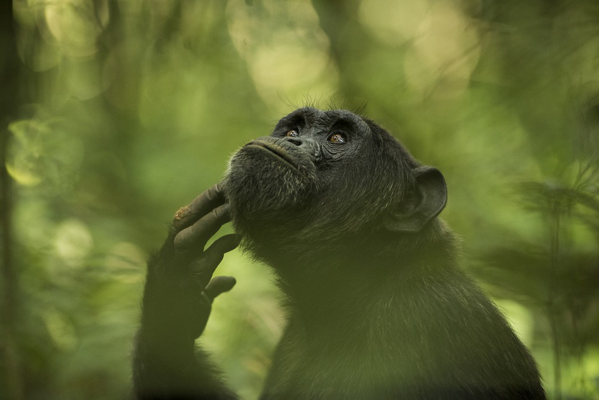 The thinker, Ingrid Vekemans – Sony World Photography Awards 2018