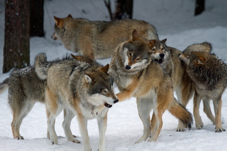 Branco di lupi