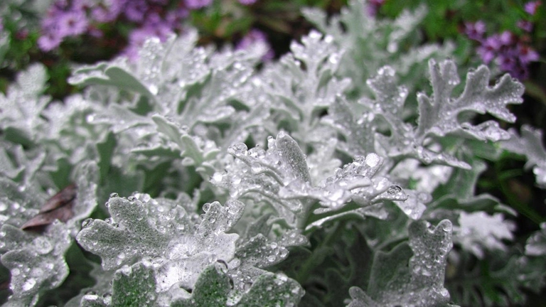 occhio-spento-cineraria
