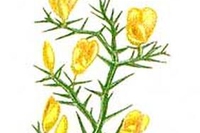Gorse, il fiore di ginestrone (Ulex europaeus)
