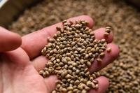 Grano saraceno: proprietà, valori nutrizionali e utilizzi in cucina