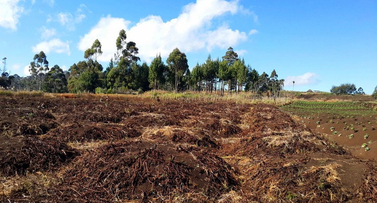 siccità-colture-distrutte