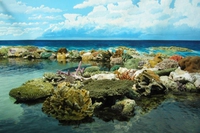 Cosa minaccia la Grande barriera corallina