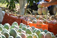 Dal mango all’avocado, la frutta tropicale è sempre più coltivata in Italia