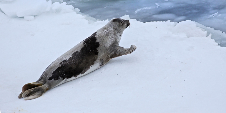 harp seal