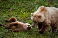 Alaska, Trump autorizza l’uccisione di cuccioli di orso e di lupo nei parchi