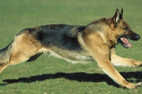 Mai più cani alla catena grazie a Dogs Deserve Better