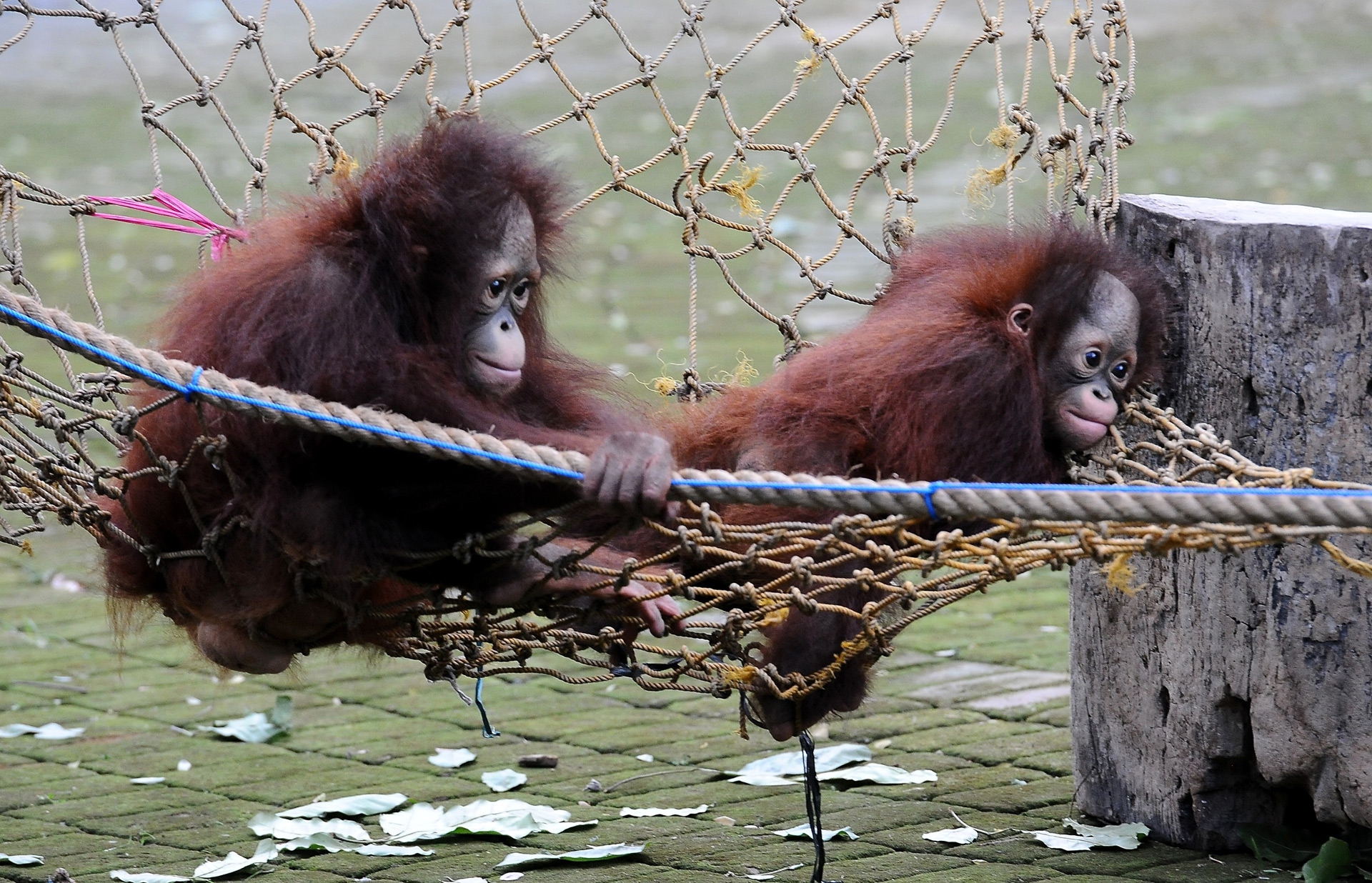 Foto di Robertus Pudyanto/Getty Images