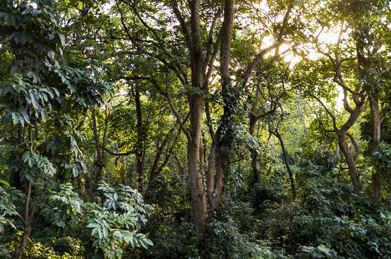 foresta-tropicale-congo