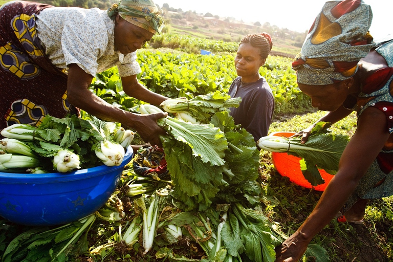 29 June 2011, Lubumbashi - A woman (left) buying Chinese cabbage from a farmer (center) during harvest in a vegetable field. As part of its urban and peri-urban horticulture project, FAO has provided farmers with improved-variety seeds and has rehabilitated irrigation and flood-prevention infrastructures.FAO Project GCP /GLO/258/EC: EU Food Facility programme monitoring and visibility - Batch 1 (209/557), BKF (210/508) and ERI (215/181) - EU Food Facility programme monitoring and visibility.