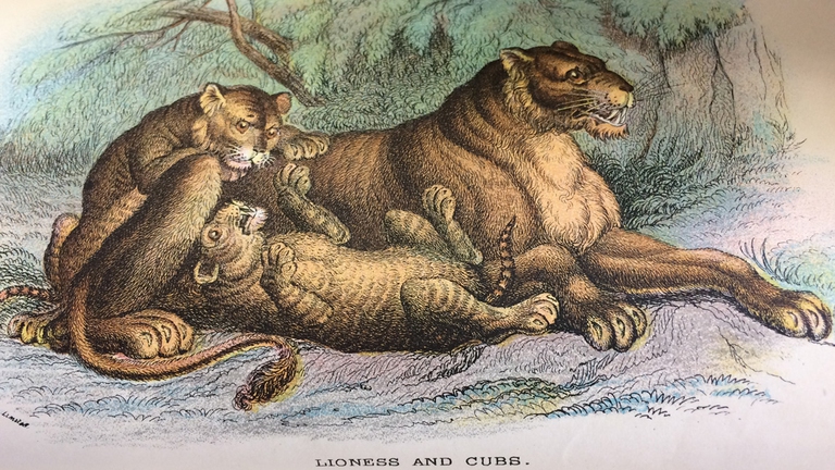 Leone criniera nera, tracking extinction