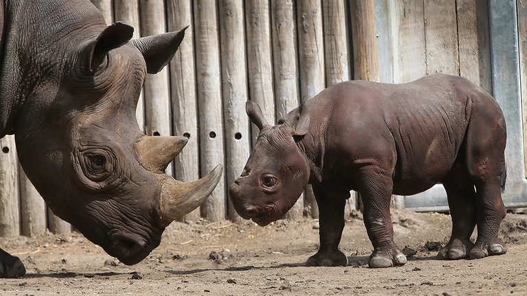 rinoceronti, traffico di animali