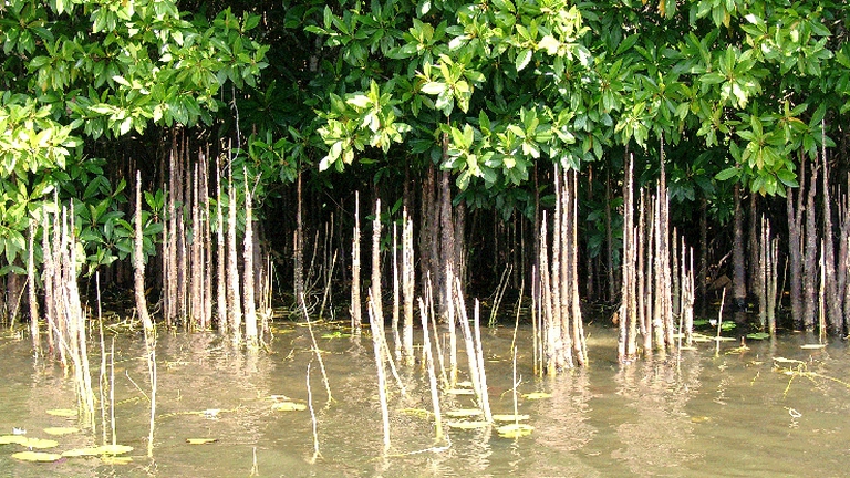 mangrovie-2