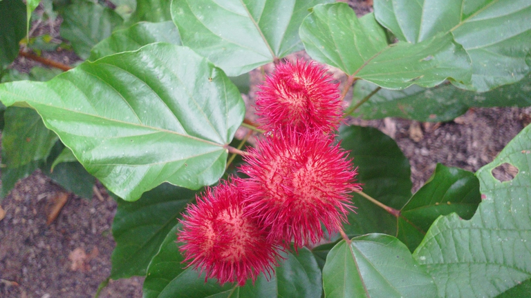 One Womsh, one forest