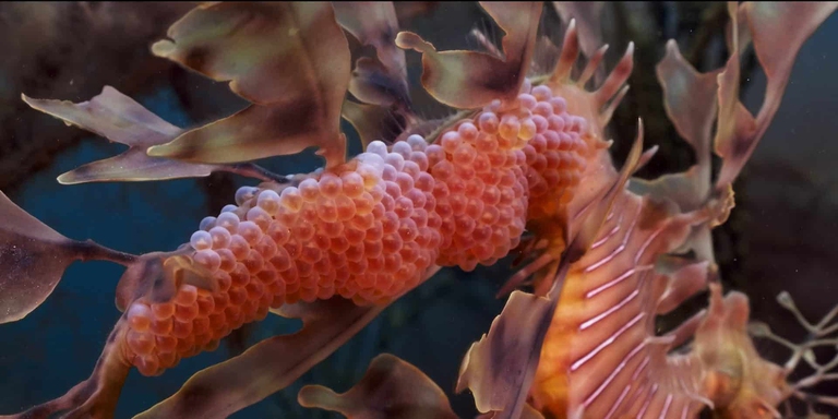 Ocean film festival