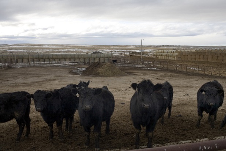allevamento di bovini in America