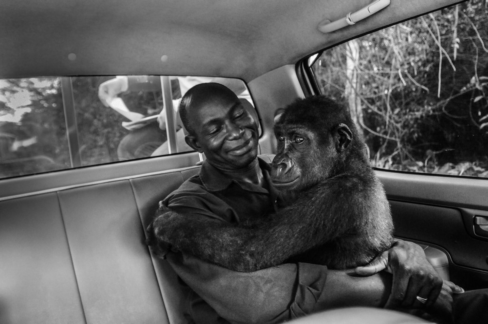 Uomo e gorilla – Photographers against wildlife crime