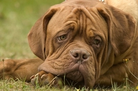 Processionaria, con la stagione calda arriva il pericolo per i cani