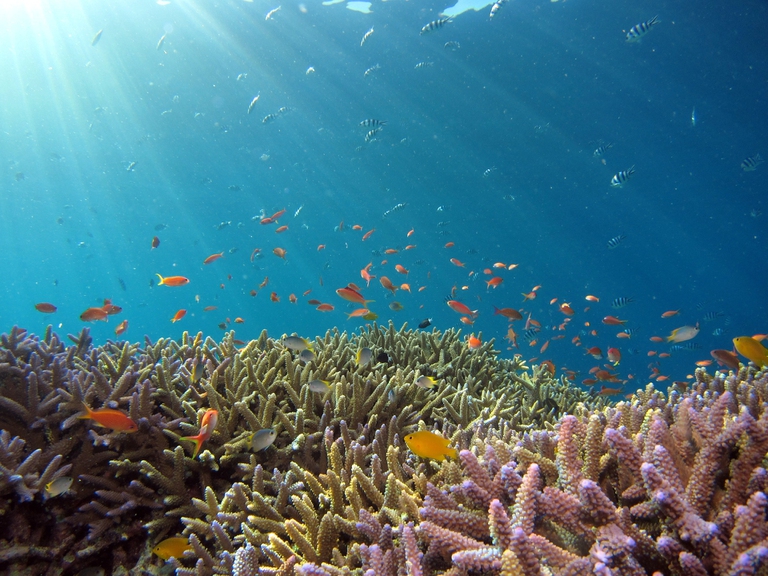 coral reef, changing oceans
