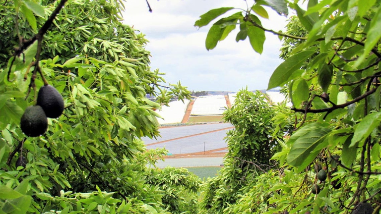 L’avocado, recentemente salito alle luci della ribalta per le sue proprietà benefiche, potrebbe ben presto essere un ricordo. La siccità in California rischia, infatti, di compromettere irrimediabilmente la salute delle piantagioni.