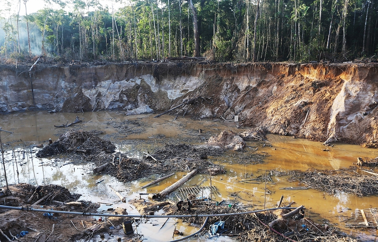 Gli alberi dell’Amazzonia peruviana assorbono il mercurio delle miniere d’oro