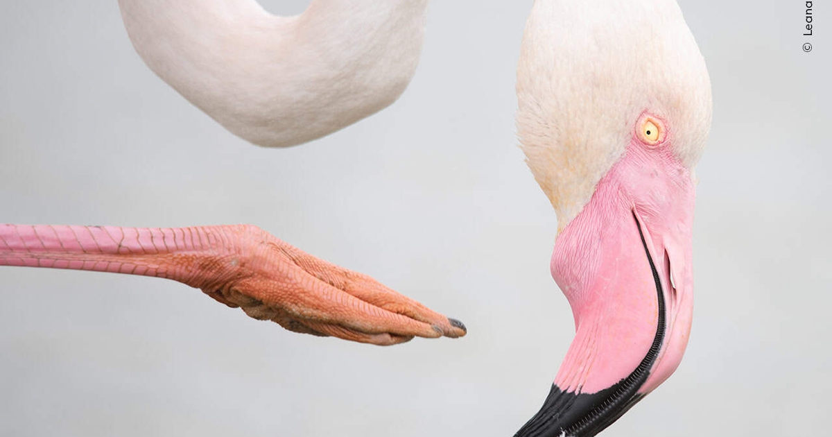 La natura in mostra a Milano, al Wildlife Photographer of the Year 2025 ...