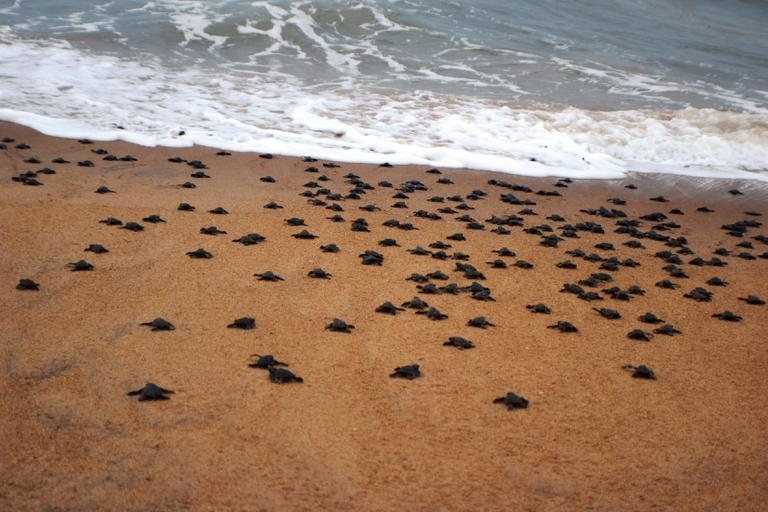 Hatchling on their way to the Bay of Bengal in Ganjam district of Odisha © Basudev Mahapatra