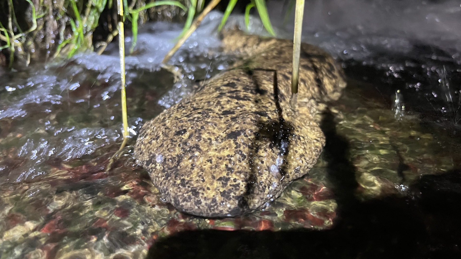 Una salamandra gigante giapponese