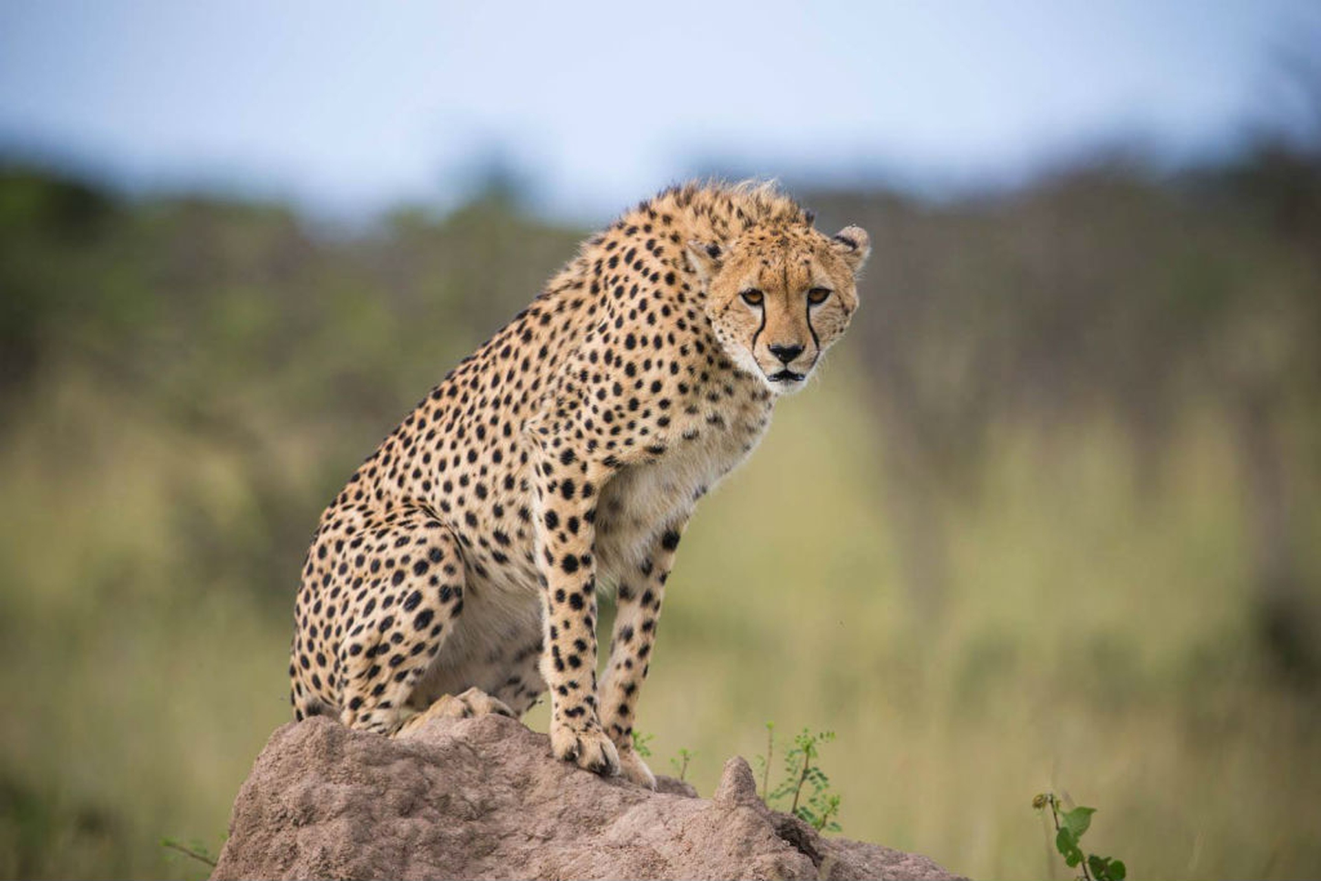 #kenyalive make it kenya