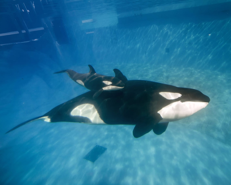 orca con cucciolo in oceanario maltrattamenti su cetacei