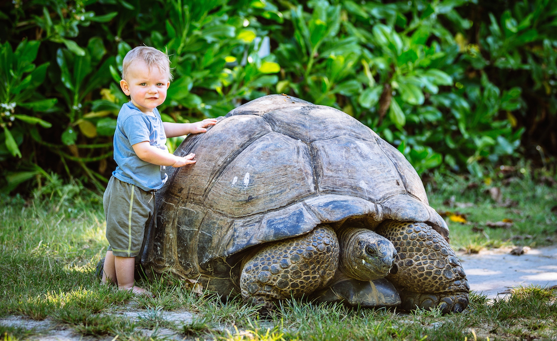 Рассказ старая черепаха. Черепахи на Сейшельских островах. Сейшельская гигантская черепаха. Галапагосская черепаха. Исполинская сейшельская черепаха.