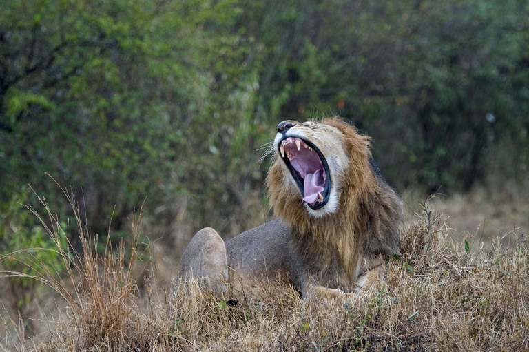 Leone che sbadiglia