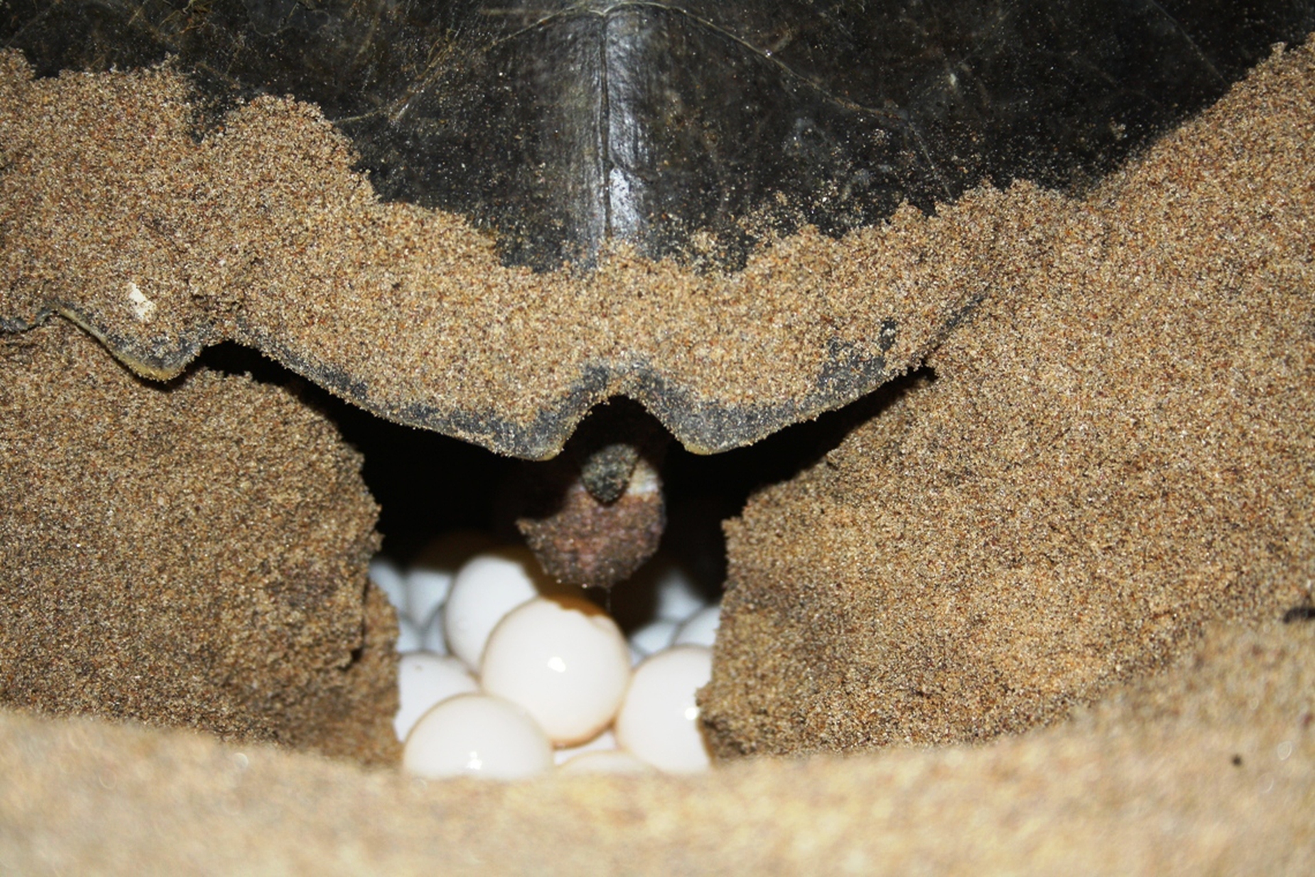 Turtles-Nesting-India-Gallery-04