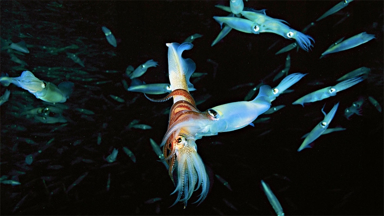 Dopo l'accoppiamento, i calamari depongono le uova in anfratti tra gli scogli e trascorrono molto tempo a ventilarle e ripulirle fino alla loro schiusa.