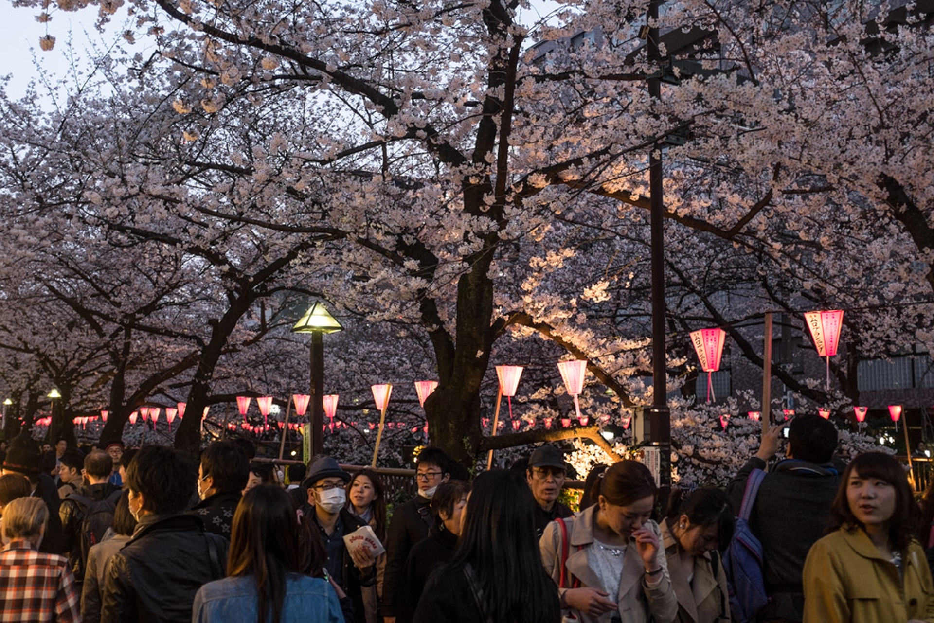 Hanami celebration of the blossoming of cherry trees