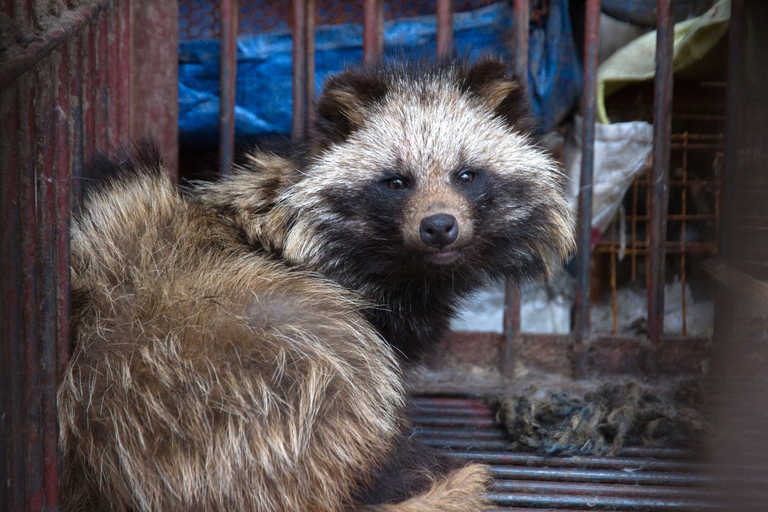 Wet market Animal equality1