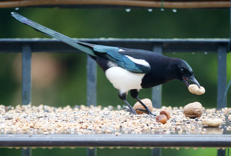 magpie