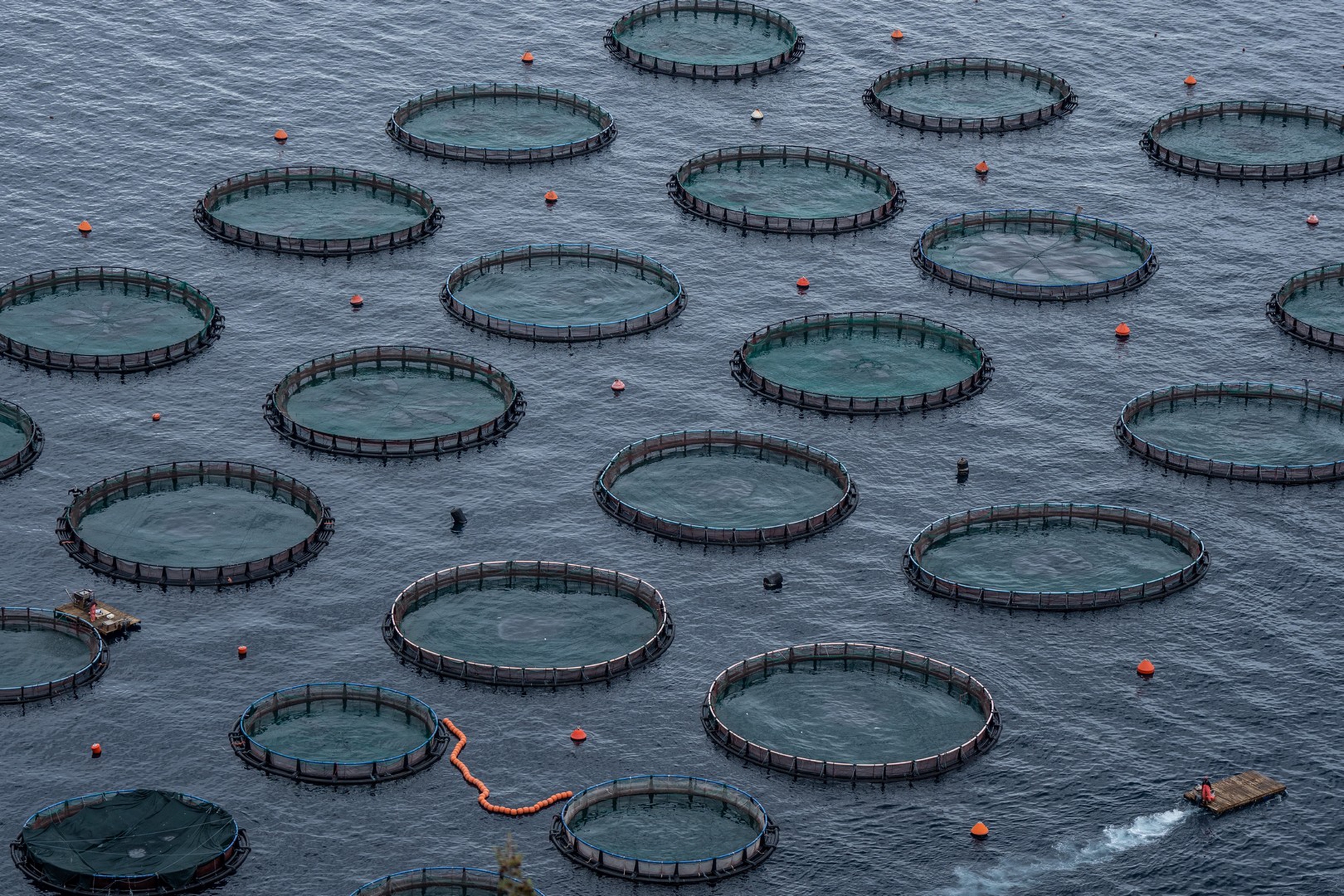 Un allevamento intensivo di pesci in Grecia