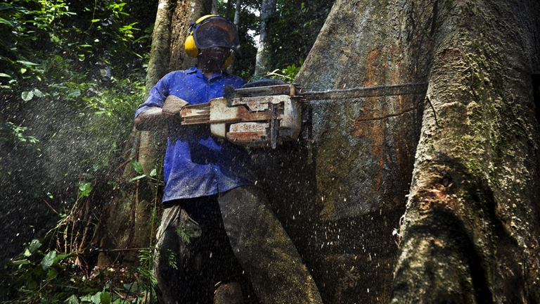 Come proteggere le foreste africane: l’esempio positivo del Gabon