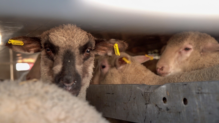 È difficile far sanzionare i camion per il trasporto degli agnelli