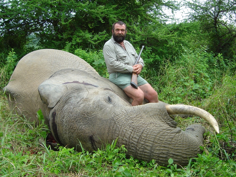 Cacciatore si esibisce con un elefante ucciso