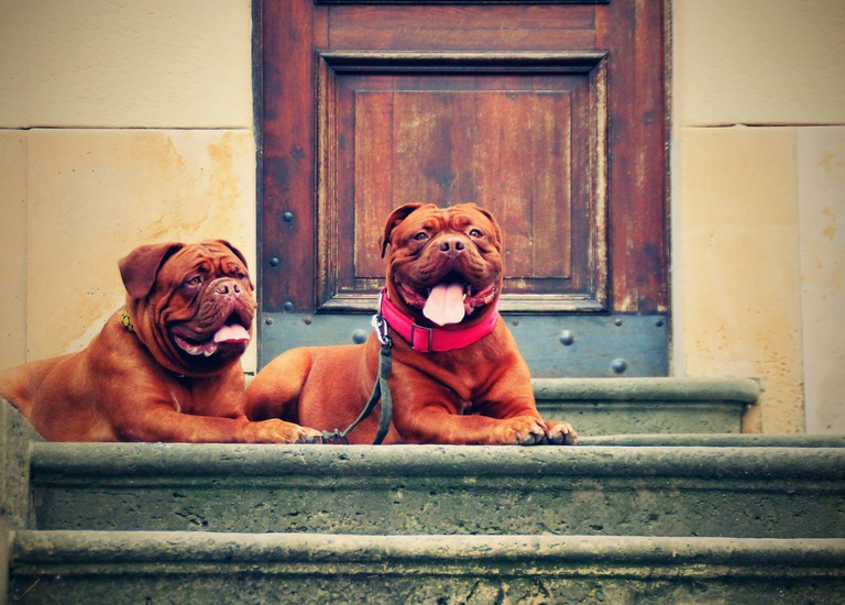 Dogue de Bordeaux