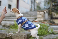 Cos’è il microbiota e perché è importante nell’alimentazione del cane