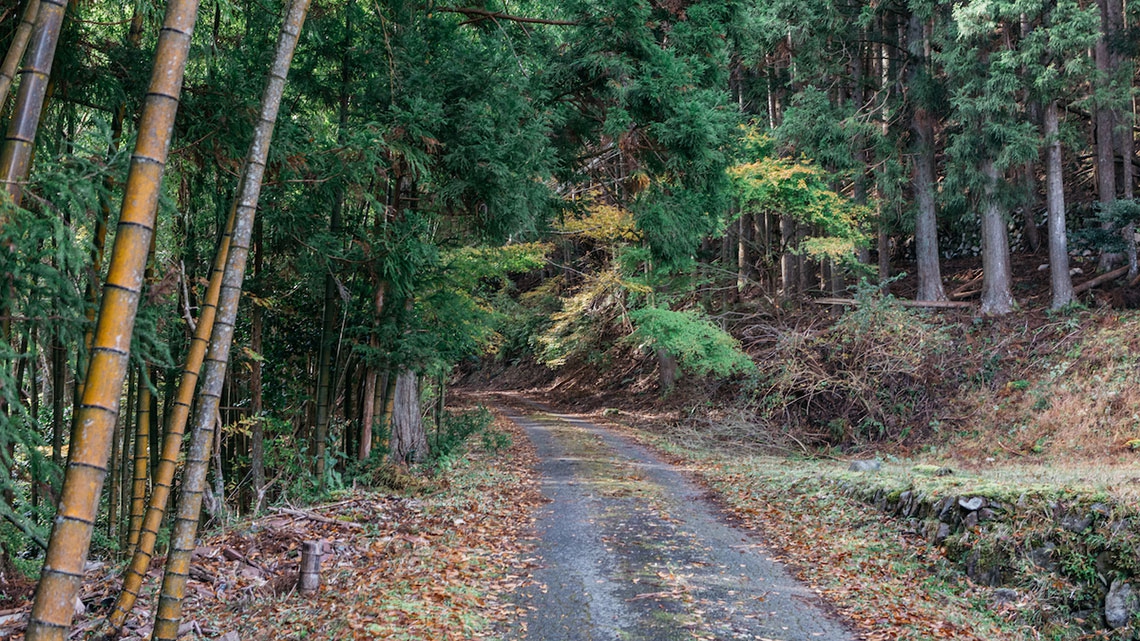 Cos'è shinrinyoku o la forest therapy giapponese, un'immersione